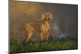 Weimaraner at Edge of Pond with Autumn Leaf Reflections in Early Morning Fog, Colchester-Lynn M^ Stone-Mounted Photographic Print