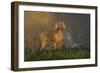 Weimaraner at Edge of Pond with Autumn Leaf Reflections in Early Morning Fog, Colchester-Lynn M^ Stone-Framed Photographic Print