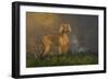 Weimaraner at Edge of Pond with Autumn Leaf Reflections in Early Morning Fog, Colchester-Lynn M^ Stone-Framed Photographic Print