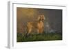 Weimaraner at Edge of Pond with Autumn Leaf Reflections in Early Morning Fog, Colchester-Lynn M^ Stone-Framed Photographic Print
