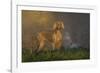 Weimaraner at Edge of Pond with Autumn Leaf Reflections in Early Morning Fog, Colchester-Lynn M^ Stone-Framed Photographic Print