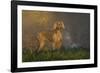 Weimaraner at Edge of Pond with Autumn Leaf Reflections in Early Morning Fog, Colchester-Lynn M^ Stone-Framed Photographic Print