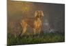 Weimaraner at Edge of Pond with Autumn Leaf Reflections in Early Morning Fog, Colchester-Lynn M^ Stone-Mounted Photographic Print
