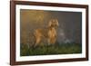 Weimaraner at Edge of Pond with Autumn Leaf Reflections in Early Morning Fog, Colchester-Lynn M^ Stone-Framed Photographic Print