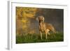 Weimaraner at Edge of Pond with Autumn Leaf Reflections in Early Morning Fog, Colchester-Lynn M^ Stone-Framed Photographic Print