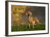 Weimaraner at Edge of Pond with Autumn Leaf Reflections in Early Morning Fog, Colchester-Lynn M^ Stone-Framed Photographic Print