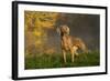 Weimaraner at Edge of Pond with Autumn Leaf Reflections in Early Morning Fog, Colchester-Lynn M^ Stone-Framed Photographic Print