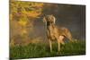 Weimaraner at Edge of Pond with Autumn Leaf Reflections in Early Morning Fog, Colchester-Lynn M^ Stone-Mounted Photographic Print