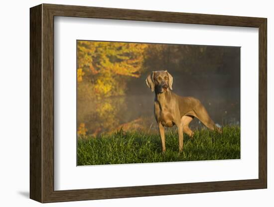 Weimaraner at Edge of Pond with Autumn Leaf Reflections in Early Morning Fog, Colchester-Lynn M^ Stone-Framed Photographic Print