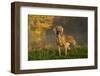 Weimaraner at Edge of Pond with Autumn Leaf Reflections in Early Morning Fog, Colchester-Lynn M^ Stone-Framed Photographic Print