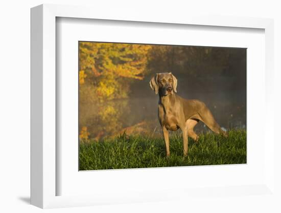 Weimaraner at Edge of Pond with Autumn Leaf Reflections in Early Morning Fog, Colchester-Lynn M^ Stone-Framed Photographic Print