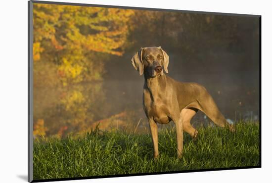 Weimaraner at Edge of Pond with Autumn Leaf Reflections in Early Morning Fog, Colchester-Lynn M^ Stone-Mounted Photographic Print