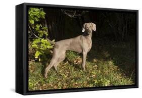 Weimaraner by Edge of Woodland, Early October Morning, , Colchester, Connecticut, USA-Lynn M^ Stone-Framed Stretched Canvas