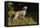 Weimaraner by Edge of Woodland, Early October Morning, , Colchester, Connecticut, USA-Lynn M^ Stone-Framed Stretched Canvas