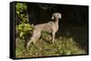 Weimaraner by Edge of Woodland, Early October Morning, , Colchester, Connecticut, USA-Lynn M^ Stone-Framed Stretched Canvas