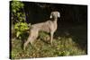 Weimaraner by Edge of Woodland, Early October Morning, , Colchester, Connecticut, USA-Lynn M^ Stone-Stretched Canvas