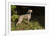 Weimaraner by Edge of Woodland, Early October Morning, , Colchester, Connecticut, USA-Lynn M^ Stone-Framed Photographic Print