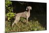 Weimaraner by Edge of Woodland, Early October Morning, , Colchester, Connecticut, USA-Lynn M^ Stone-Mounted Photographic Print