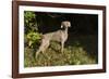 Weimaraner by Edge of Woodland, Early October Morning, , Colchester, Connecticut, USA-Lynn M^ Stone-Framed Photographic Print