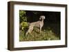 Weimaraner by Edge of Woodland, Early October Morning, , Colchester, Connecticut, USA-Lynn M^ Stone-Framed Photographic Print
