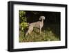 Weimaraner by Edge of Woodland, Early October Morning, , Colchester, Connecticut, USA-Lynn M^ Stone-Framed Photographic Print