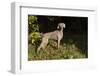 Weimaraner by Edge of Woodland, Early October Morning, , Colchester, Connecticut, USA-Lynn M^ Stone-Framed Photographic Print