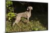 Weimaraner by Edge of Woodland, Early October Morning, , Colchester, Connecticut, USA-Lynn M^ Stone-Mounted Photographic Print