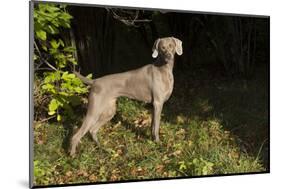 Weimaraner by Edge of Woodland, Early October Morning, , Colchester, Connecticut, USA-Lynn M^ Stone-Mounted Photographic Print