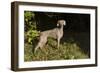 Weimaraner by Edge of Woodland, Early October Morning, , Colchester, Connecticut, USA-Lynn M^ Stone-Framed Photographic Print