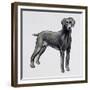 Weimaraner (Canis Lupus), Canidae, Drawing-null-Framed Giclee Print