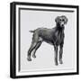 Weimaraner (Canis Lupus), Canidae, Drawing-null-Framed Giclee Print