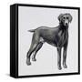 Weimaraner (Canis Lupus), Canidae, Drawing-null-Framed Stretched Canvas