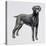 Weimaraner (Canis Lupus), Canidae, Drawing-null-Stretched Canvas