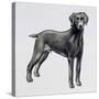 Weimaraner (Canis Lupus), Canidae, Drawing-null-Stretched Canvas