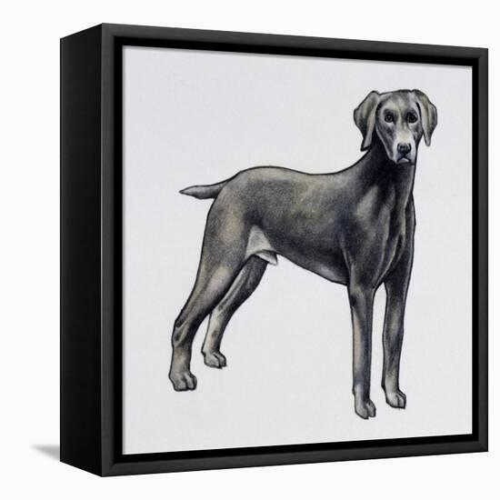 Weimaraner (Canis Lupus), Canidae, Drawing-null-Framed Stretched Canvas