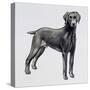 Weimaraner (Canis Lupus), Canidae, Drawing-null-Stretched Canvas