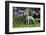 Weimaraner, Connecticut, USA-Lynn M. Stone-Framed Photographic Print