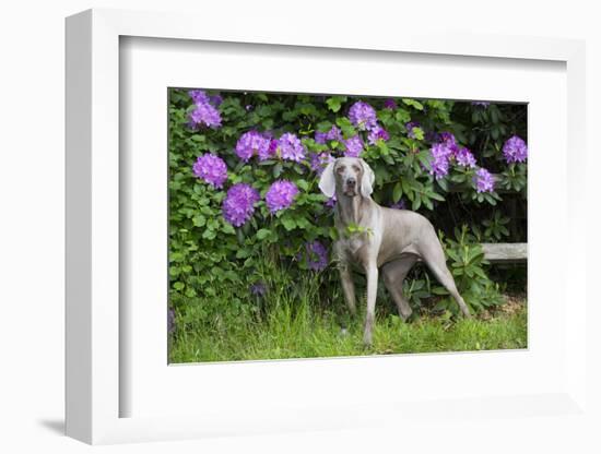 Weimaraner, Connecticut, USA-Lynn M. Stone-Framed Photographic Print