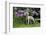 Weimaraner, Connecticut, USA-Lynn M. Stone-Framed Photographic Print