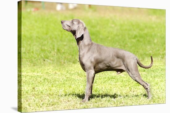 Weimaraner Dog-f8grapher-Stretched Canvas