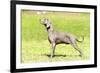 Weimaraner Dog-f8grapher-Framed Photographic Print