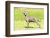 Weimaraner Dog-f8grapher-Framed Photographic Print