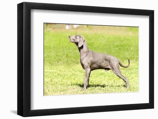 Weimaraner Dog-f8grapher-Framed Photographic Print