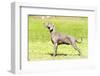 Weimaraner Dog-f8grapher-Framed Photographic Print