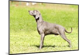 Weimaraner Dog-f8grapher-Mounted Photographic Print