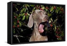 Weimaraner Finishing a Yawn, Colchester, Connecticut, USA-Lynn M^ Stone-Framed Stretched Canvas