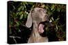 Weimaraner Finishing a Yawn, Colchester, Connecticut, USA-Lynn M^ Stone-Stretched Canvas