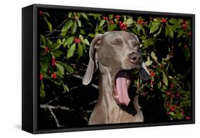Weimaraner Finishing a Yawn, Colchester, Connecticut, USA-Lynn M^ Stone-Framed Stretched Canvas