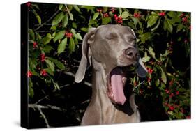 Weimaraner Finishing a Yawn, Colchester, Connecticut, USA-Lynn M^ Stone-Stretched Canvas