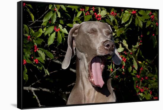 Weimaraner Finishing a Yawn, Colchester, Connecticut, USA-Lynn M^ Stone-Framed Stretched Canvas